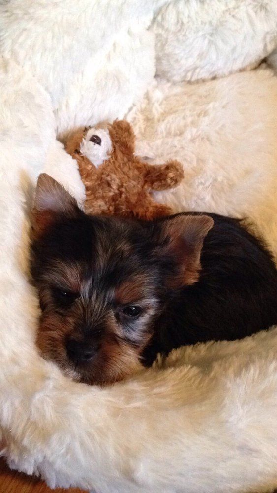 Small black and tan Yorkshire Terrier puppy nestled in a fluffy white bed with a small teddy bear.