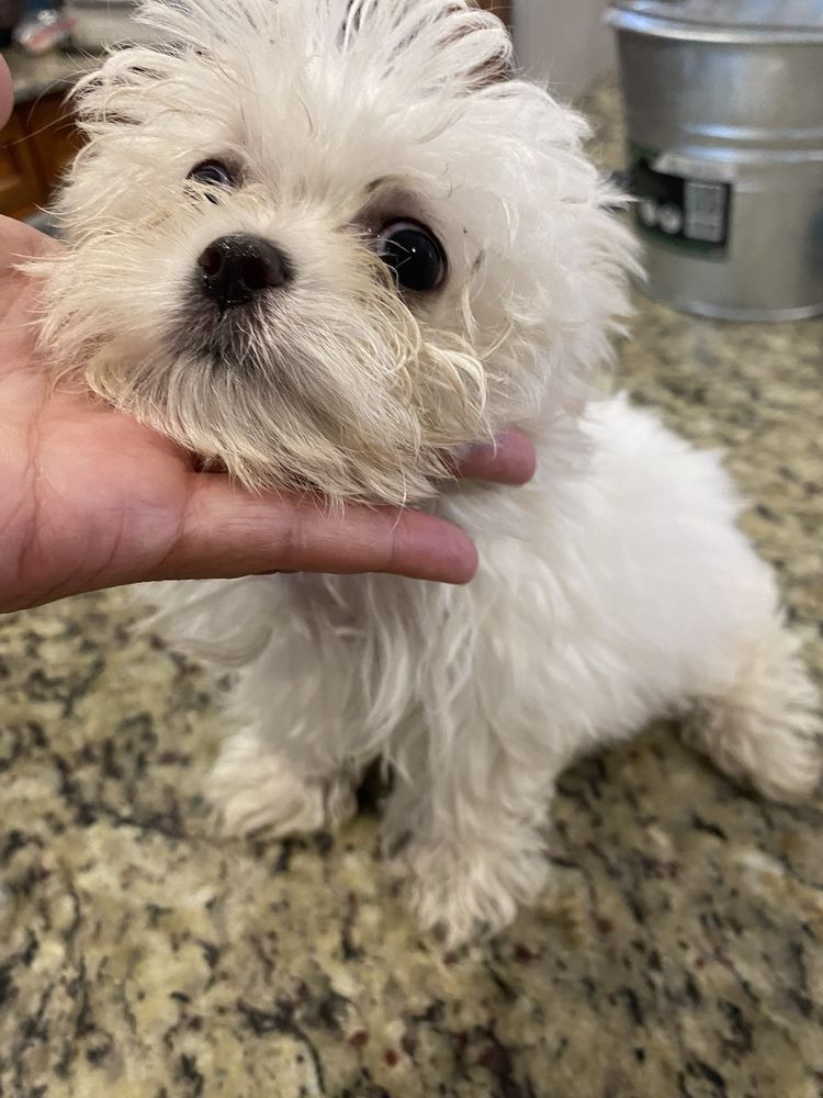White, fluffy Maltese puppy being held in a hand; looking at the camera.