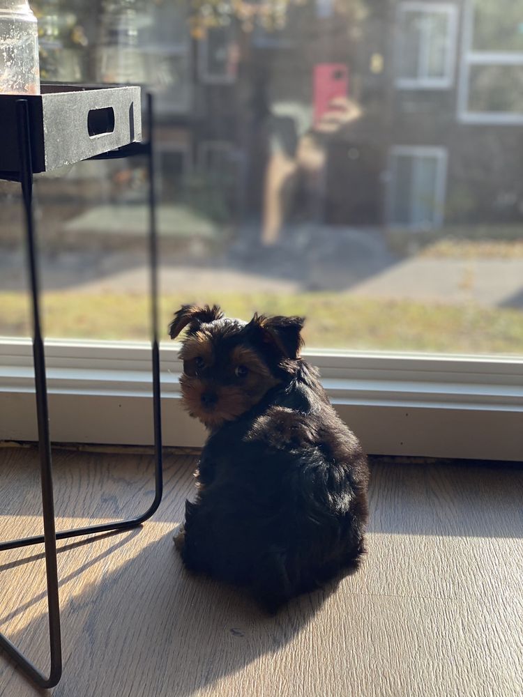 Yorkshire Terrier puppy sits by window, looking back. Black and brown fur, sunny interior.
