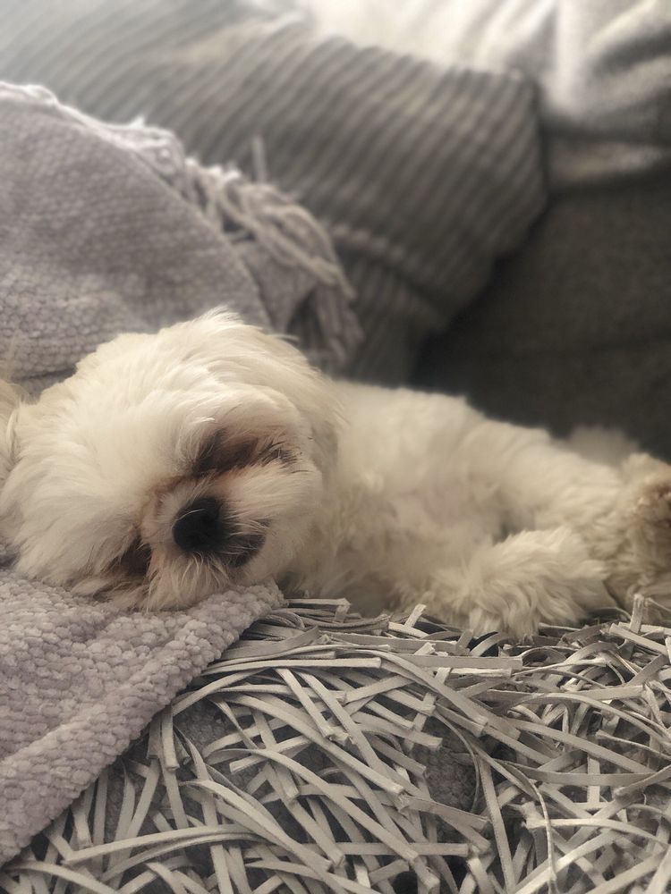 Sleeping white Shih Tzu dog on a gray blanket and shredded paper.