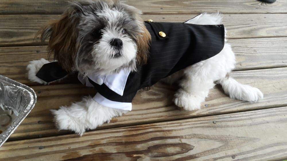 Shih Tzu dog wearing a black tuxedo, lying on a wooden deck.