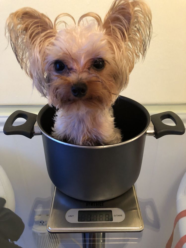Yorkshire terrier dog sitting in a pot on a scale.