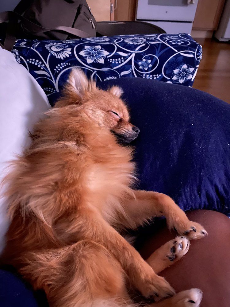Orange Pomeranian dog sleeping on a blue pillow, relaxed expression.