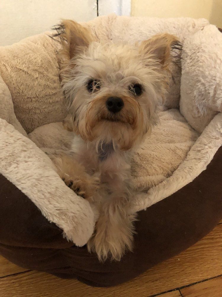 Small tan dog in a fluffy beige dog bed, looking at the camera.