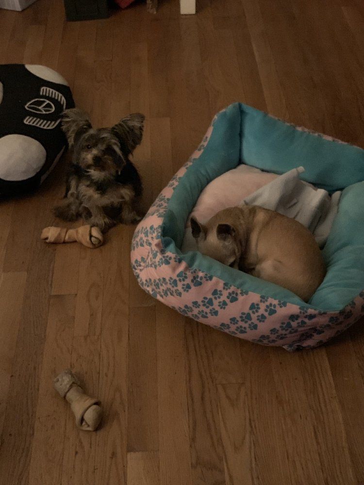 Two small dogs: one with mottled fur beside a bed, another curled up inside the bed.