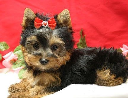 Yorkshire Terrier puppy with red bow, brown and black fur, resting on a white surface with red background.