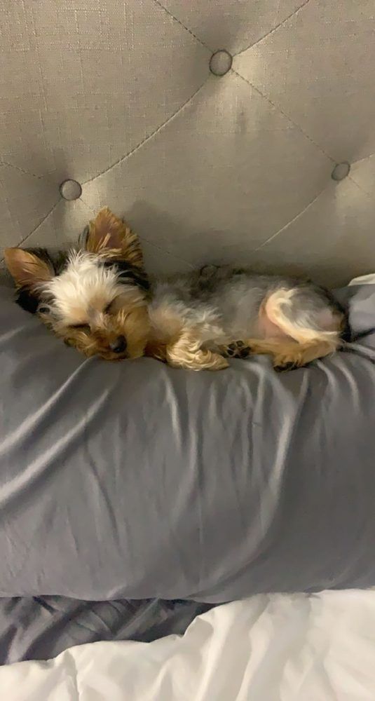 Yorkshire Terrier dog lying on a gray pillow, next to a white sheet, on a bed.