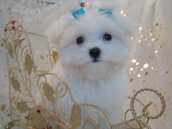 White Maltese puppy with blue bows, inside a gold decorative sleigh.