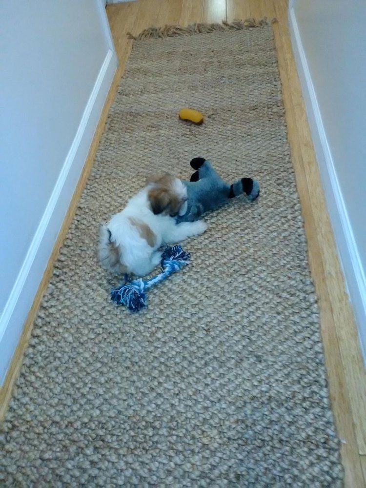 A small puppy on a tan rug with toys. The puppy is white and brown, lying down with toys scattered around.