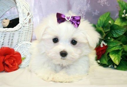 White Maltese puppy with purple bow, posing indoors with flowers and a basket.