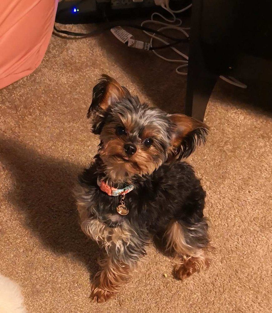 Small Yorkshire Terrier dog with brown and black fur, wearing a collar, sitting on carpet, looking up.