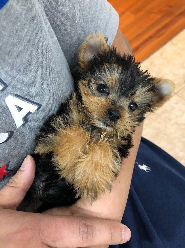 Small Yorkshire Terrier puppy held in someone's arms. Black and tan fur.