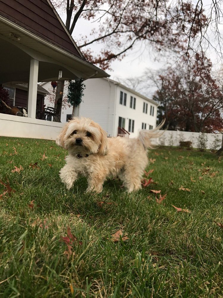 Small, fluffy, tan dog walking on a grassy lawn; houses in the background.