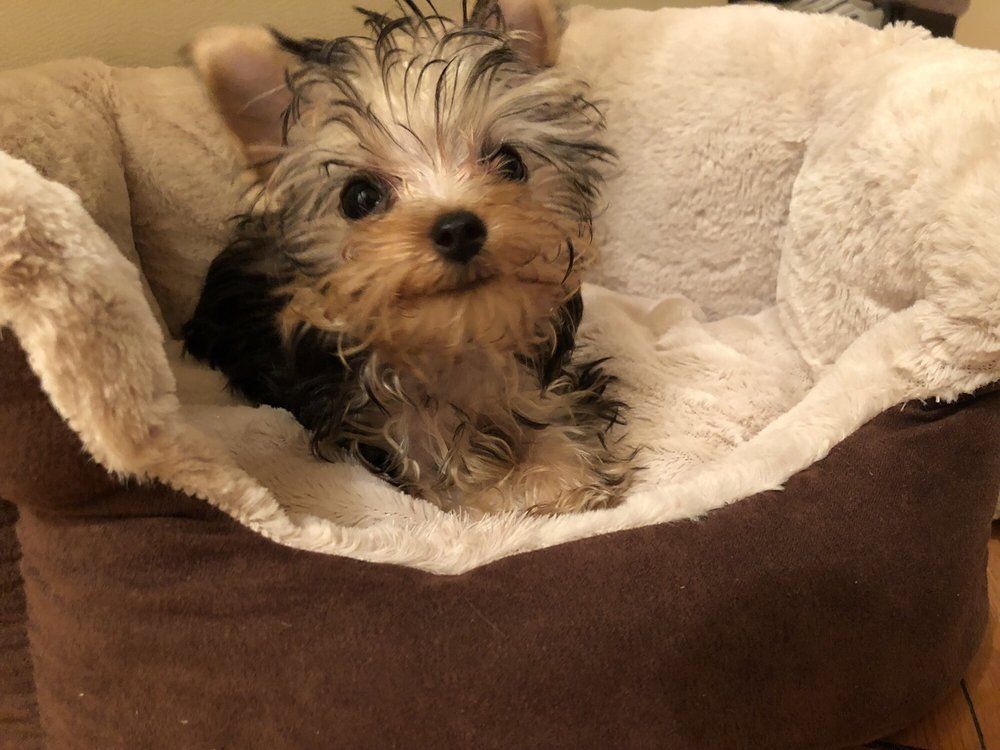 Yorkshire Terrier puppy in a brown and white dog bed.