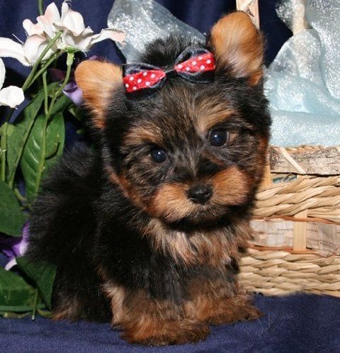 Yorkshire Terrier puppy with black and brown fur, wearing a red bow, sitting near a basket.