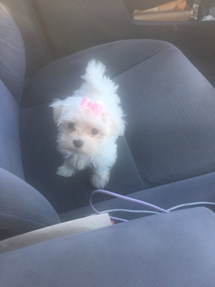 White puppy with pink bow sitting on a car seat.