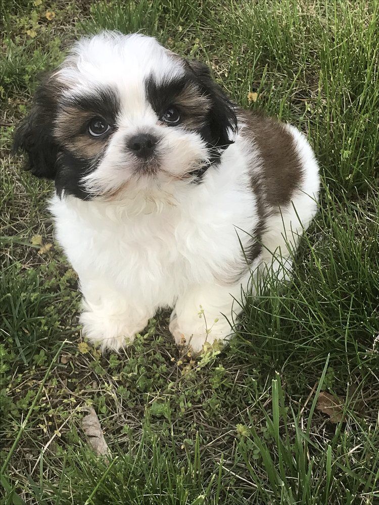Fluffy Shih Tzu puppy with white, brown, and black fur, sitting in grass.