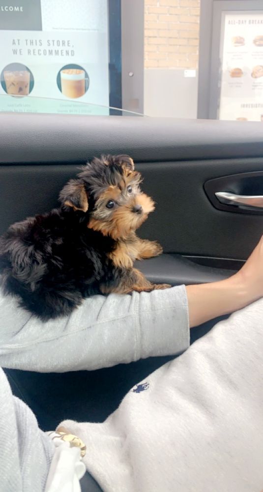 Yorkshire Terrier puppy sits in car, looking out window.