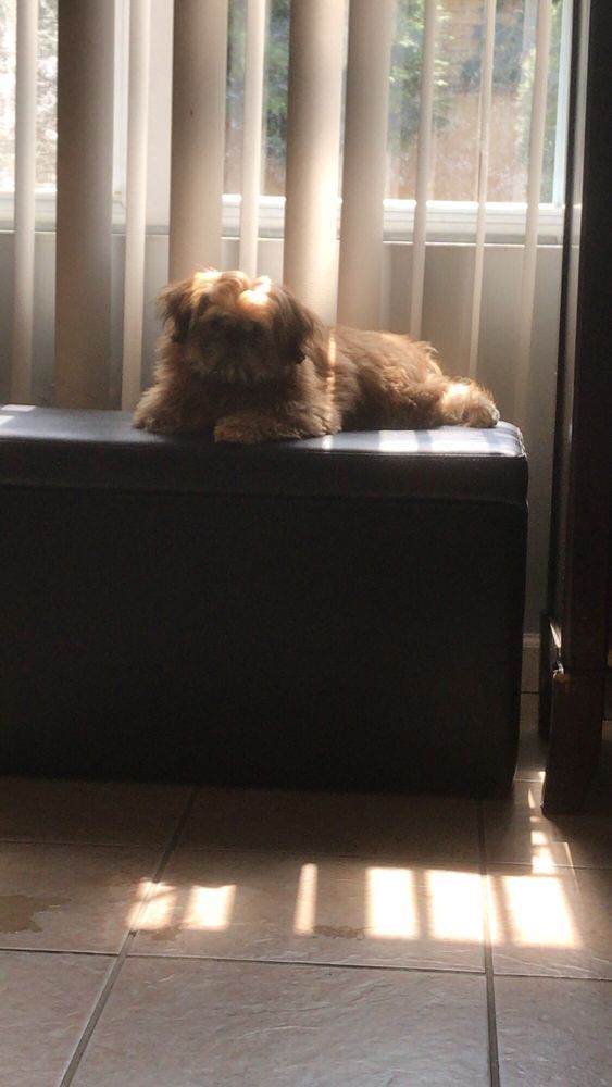 Dog resting on a dark gray bench in front of a window with blinds, bathed in sunlight.