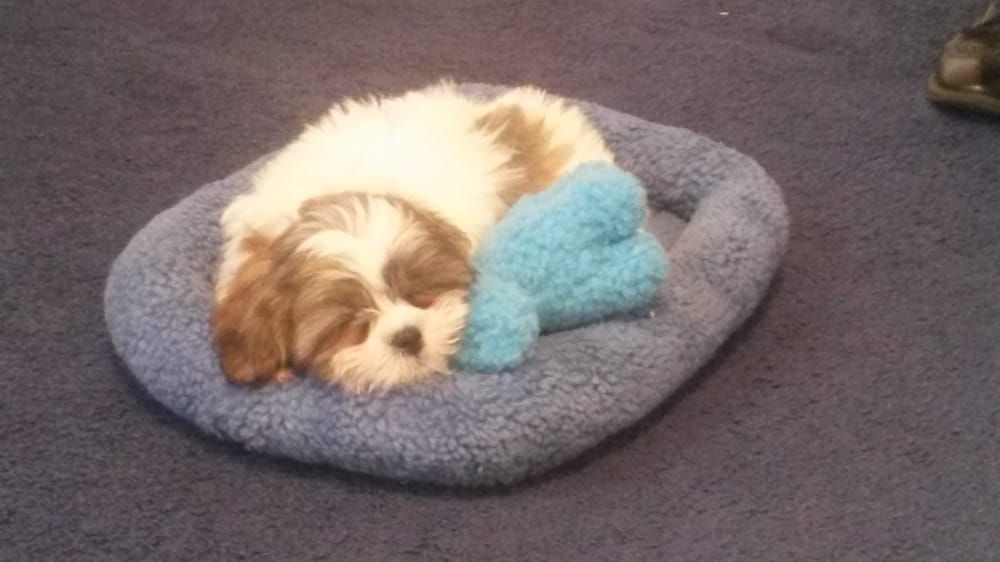 Shih Tzu puppy sleeping in blue dog bed with blue toy.