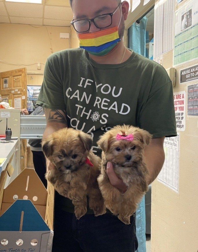 Person holding two small brown puppies, one with a pink bow, inside a store.