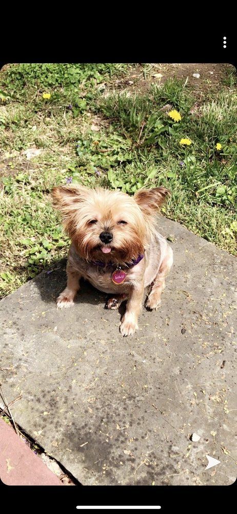Small dog with its tongue out sits on a concrete slab in a grassy area.