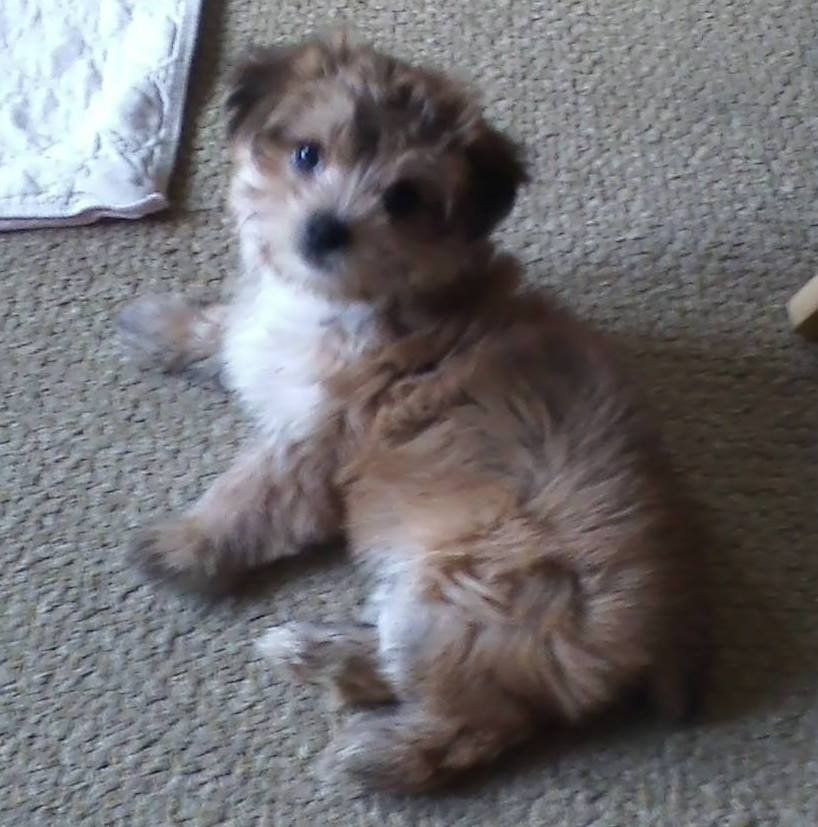 Brown and white fluffy puppy sitting on carpet, looking toward the viewer.