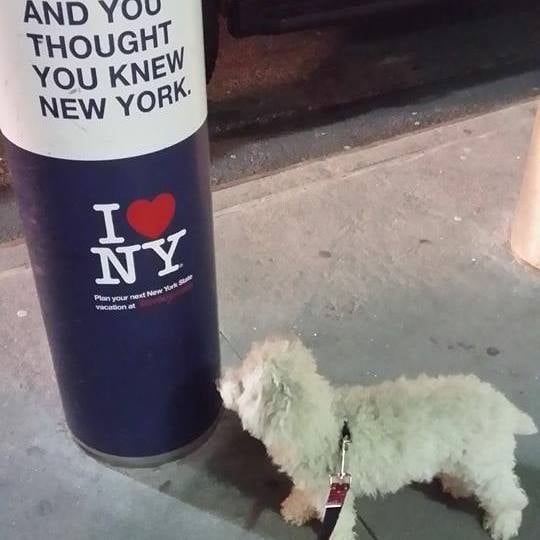 White dog on a leash next to a blue 