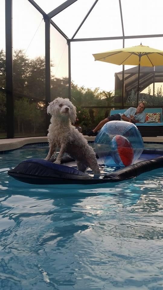 White dog on a pool float in a pool with a beach ball, person lounging in background.