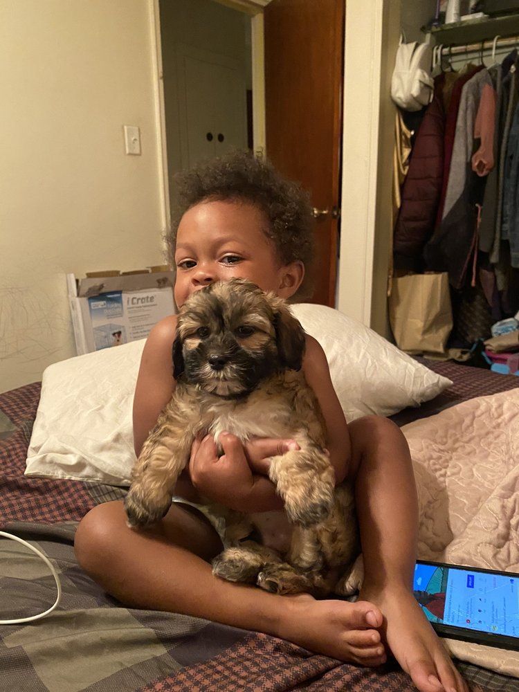 Child cuddling a brown and tan puppy on a bed.