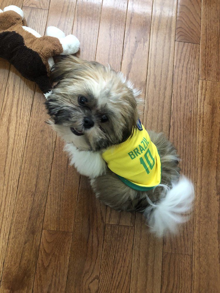 Shih Tzu dog wearing a Brazil jersey, laying on wooden floor with a plush toy.