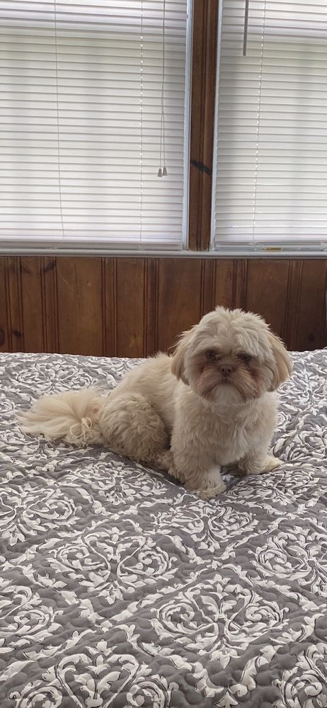A small, tan fluffy dog sitting on a gray patterned bed, in front of a window.