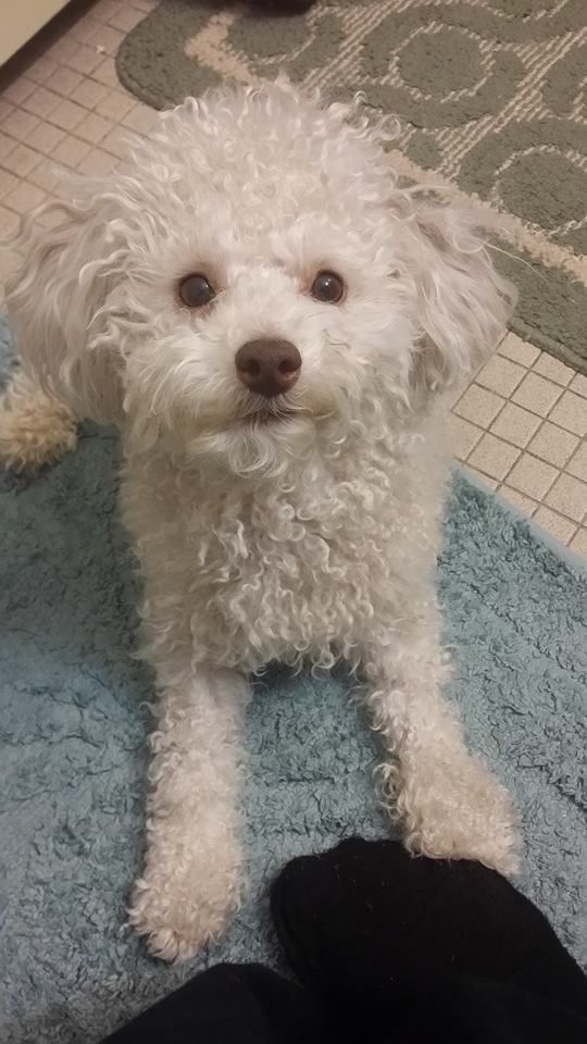 White fluffy dog looking up, on a blue mat. Brown nose and eyes.