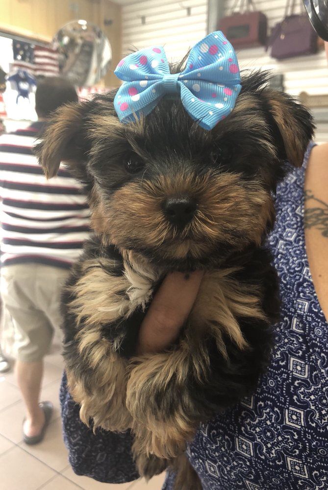 Small Yorkie puppy with a blue bow, held in a person's arms.