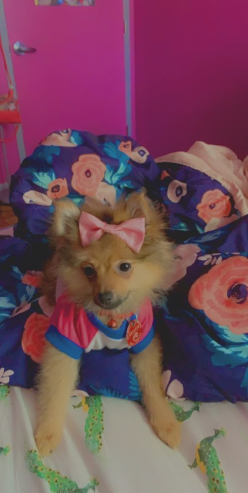 A small, fluffy dog wearing a pink bow and shirt sits on a floral bed. The background is pink.