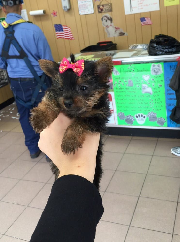A small Yorkshire Terrier puppy with a pink bow is held in a person's hand.