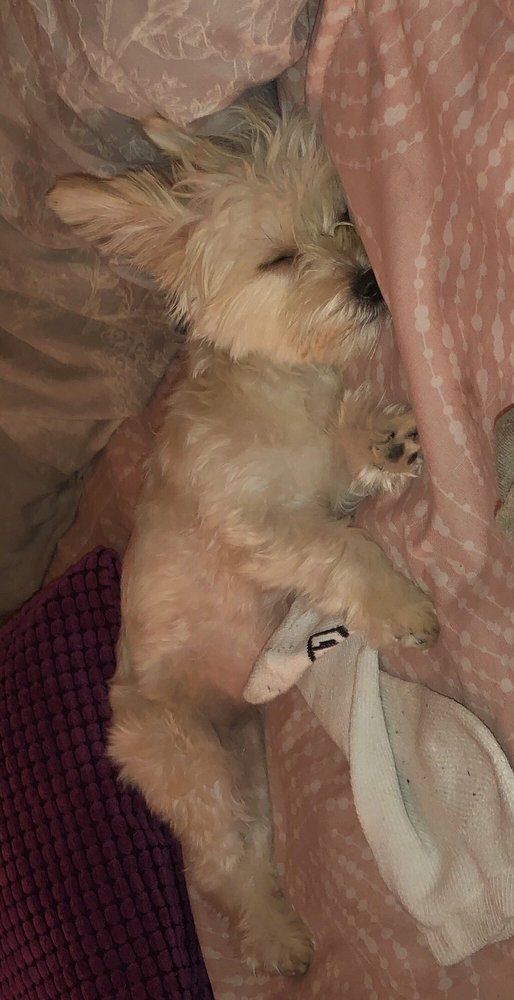 A small, tan dog asleep in pink bedding, clutching a white sock.