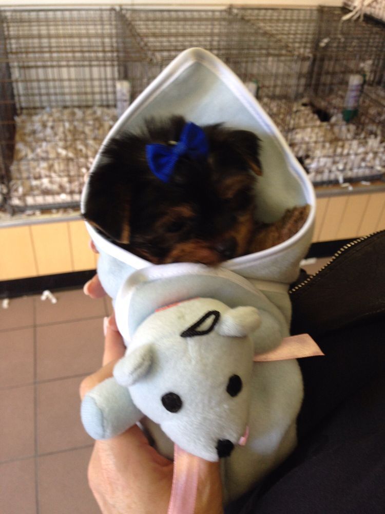 Puppy in blue hooded teddy bear carrier; black and brown fur, blue bow. Pet store background.