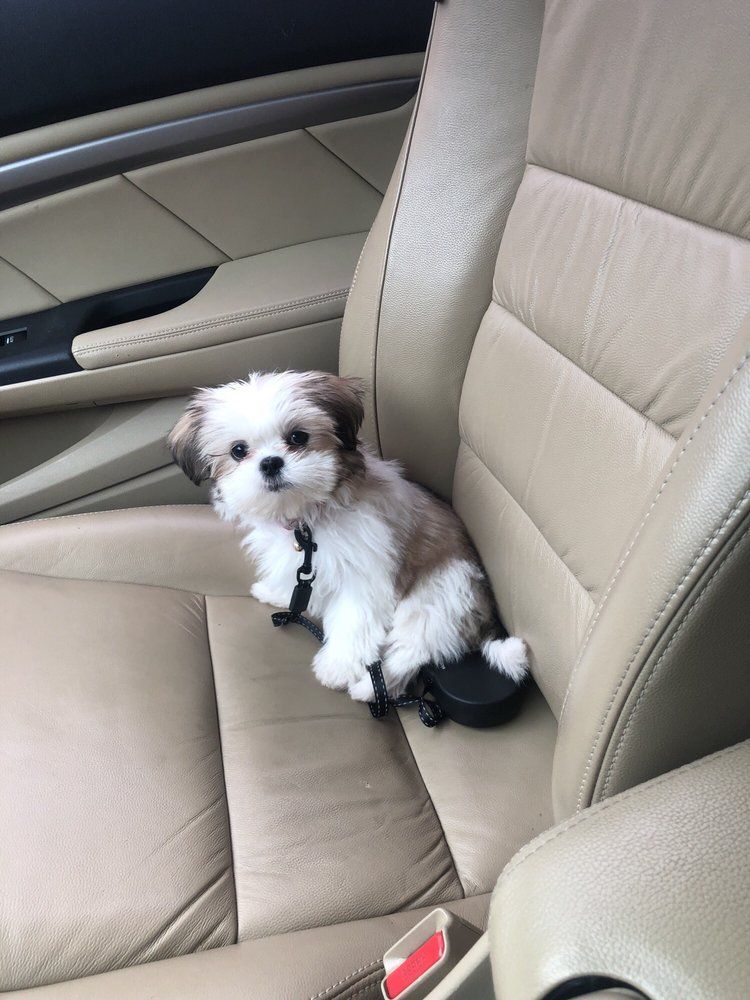 Small fluffy dog in a car seat, brown and white fur, looking at the camera.