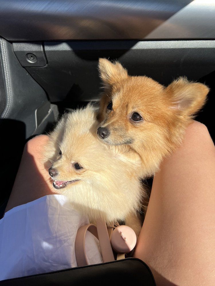 Two Pomeranian dogs in a car, one light cream, one tan, sitting on a person's lap.