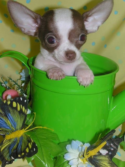 Chihuahua puppy with brown and white fur, in a green watering can with butterflies.