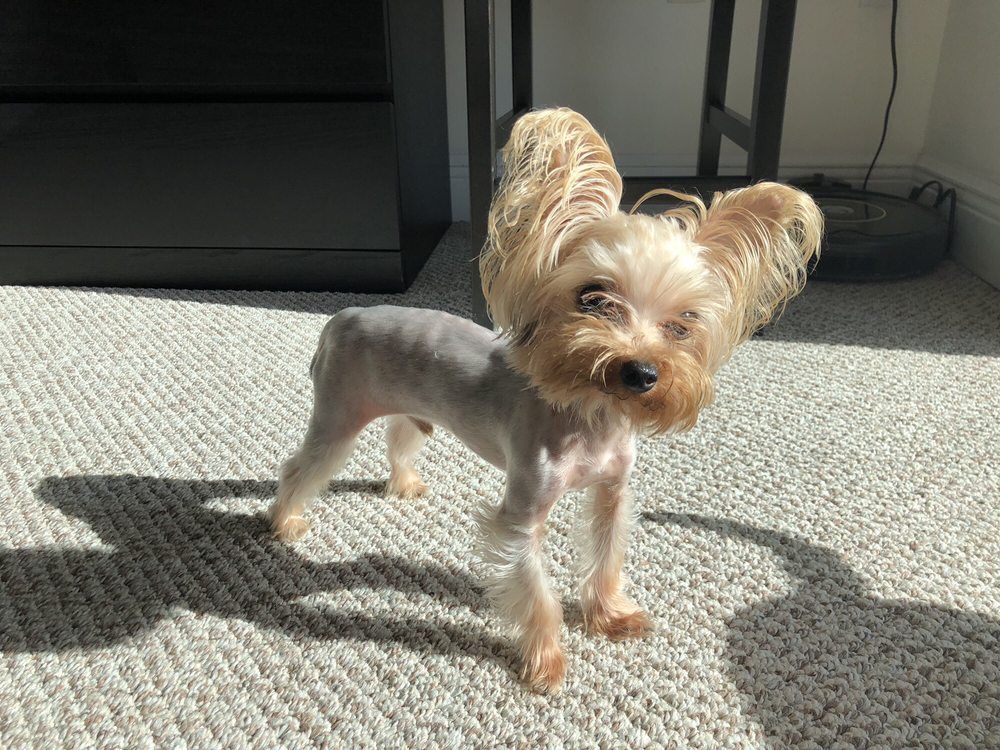 Small Yorkie dog with long, fluffy ears and a shorn body stands on a carpet.