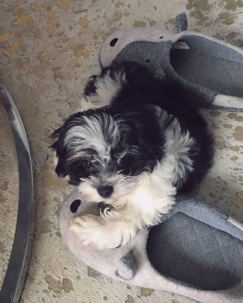 Small black and white puppy resting on top of two gray slippers.