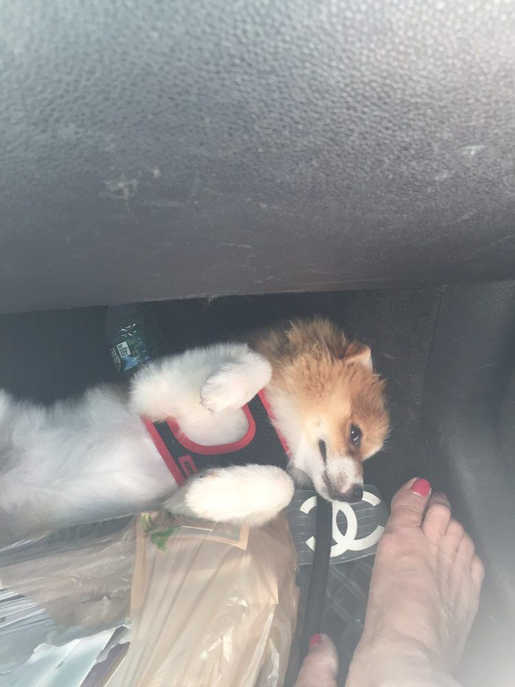 Small fluffy dog in a car, resting near a foot. Wearing a harness. Pink toenails visible.