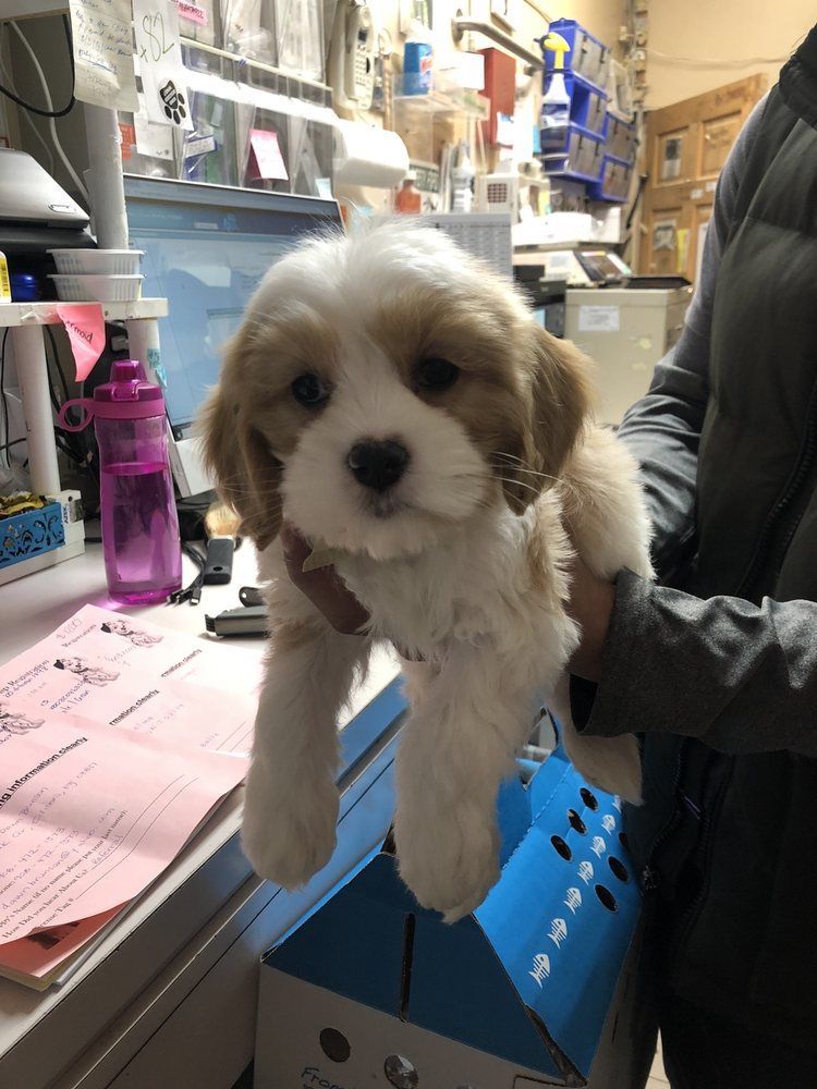 Puppy held by a person. The small Cavalier King Charles Spaniel has brown and white fur, looking at the camera.