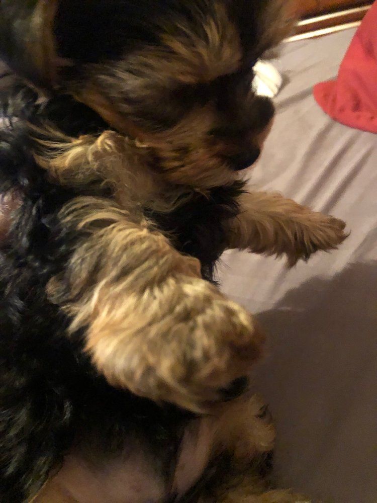 Yorkshire Terrier puppy held up, black and tan fur, lying on its back.