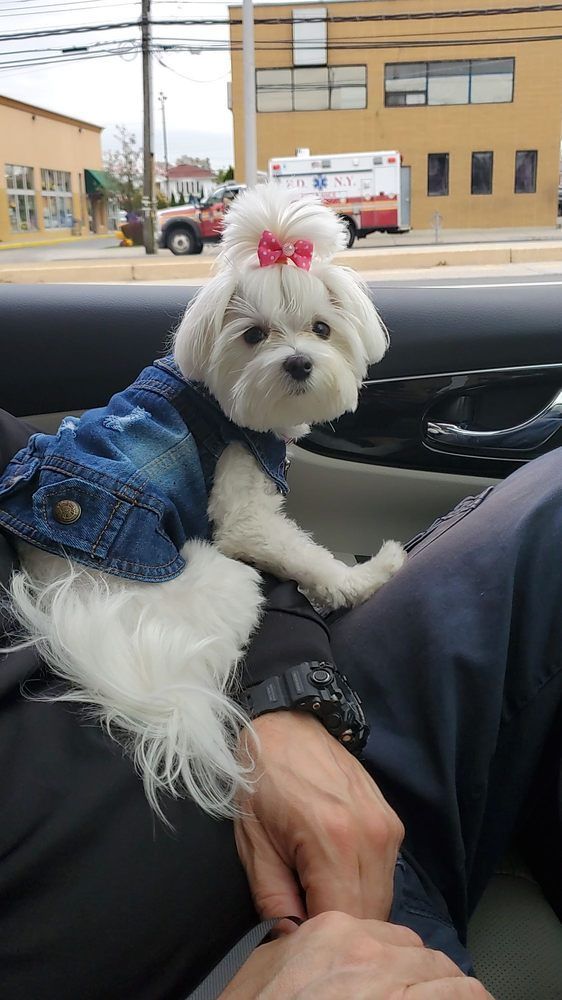 White Maltese dog wearing a denim vest and pink bow, sitting on someone's lap in a car.