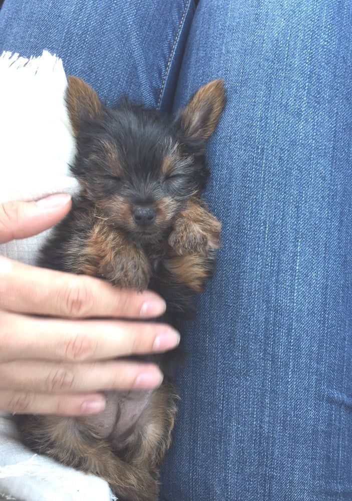 Sleeping Yorkie puppy nestled in someone's lap, black and brown fur, held gently, eyes closed.