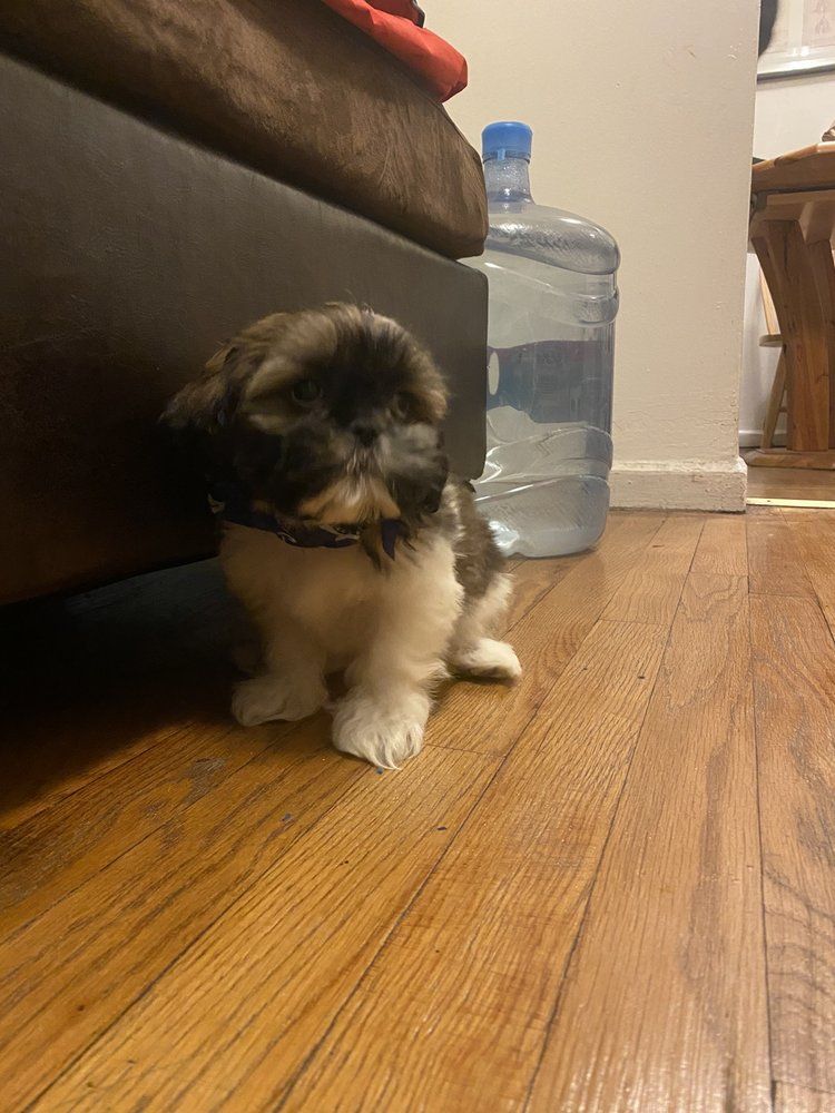 Small, fluffy puppy with brown and white fur sitting on a wooden floor near a large water jug and a brown couch.
