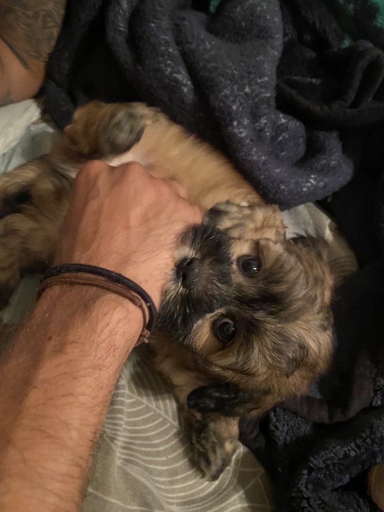 Small brown and black puppy being pet by a hand, looking up with big eyes.